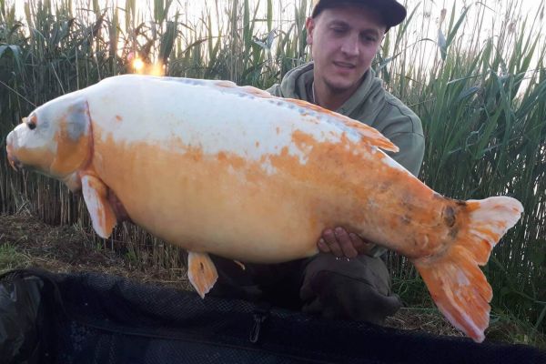 karp koi