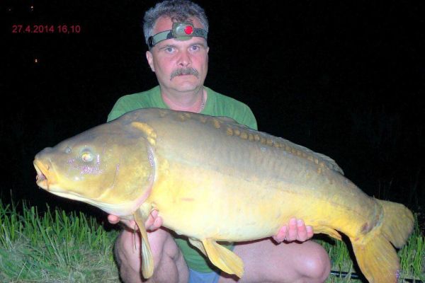 karp duży